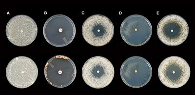 Activity of Various Essential Oils Against Clinical Dermatophytes of Microsporum and Trichophyton